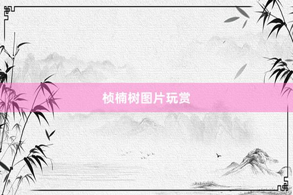 桢楠树图片玩赏